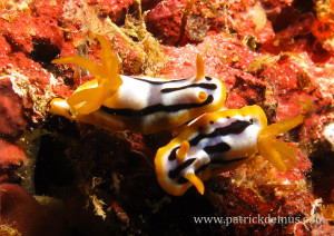 Chromodoris lochi