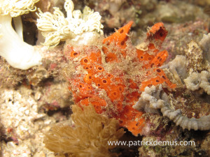 Frogfish