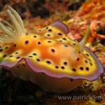 Chromodoris kuniei