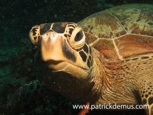 Green turtle portrait