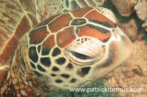 Green turtle