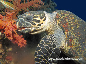 Hawksbill turtle feeding on Soft coral