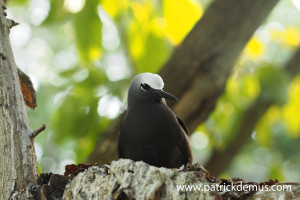 Black noddy