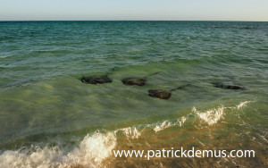 Pink whiprays in shallow water