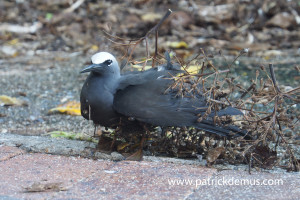 Black noddy II