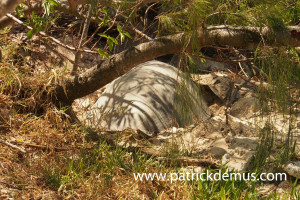 Turtle nesting during the day