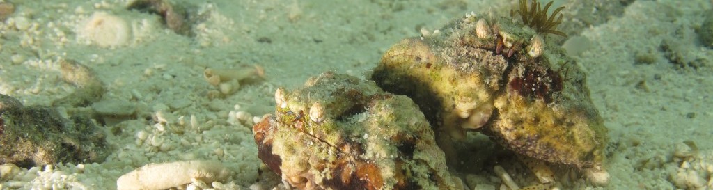 MORE 2 SEA – Meer Zum Sehen