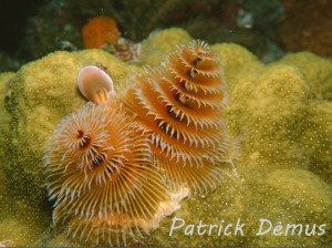 xmas tree worm (Medium)a